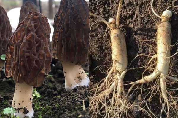 坐月子羊肚菌可以吃嗎，羊肚菌可以和人參一起吃嗎
