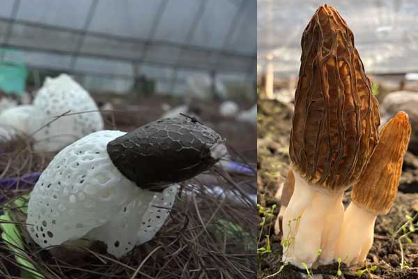 羊肚菌湯喝了有哪些好處，羊肚菌和竹蓀有啥區(qū)別