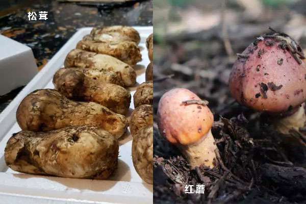 松茸和紅蘑一樣嗎，松茸和大腳菇的區(qū)別