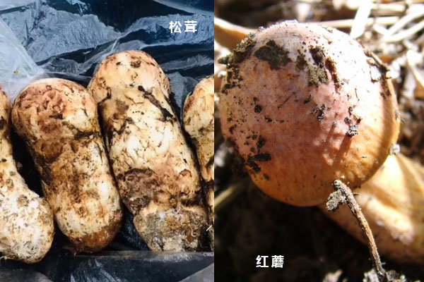 松茸和紅蘑是同一種嗎