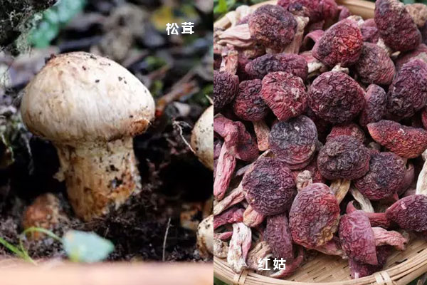 紅菇和松茸可以一起燉湯嗎