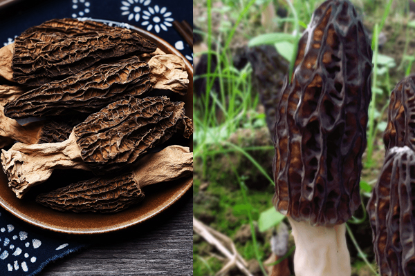 新鮮羊肚菌和干羊肚菌哪個更好些，新鮮羊肚菌和干的羊肚菌區(qū)別