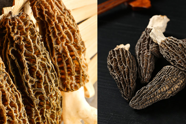 新鮮羊肚菌和干的羊肚菌有哪些區(qū)別 新鮮羊肚菌和干的羊肚菌有哪些區(qū)別