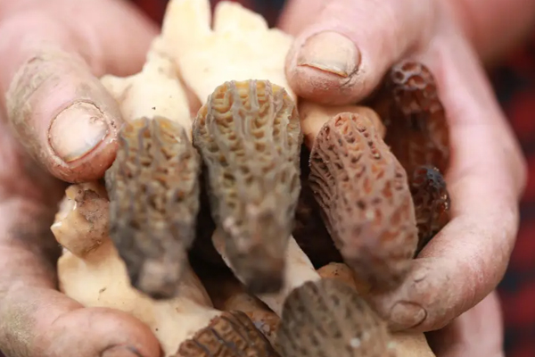 新鮮羊肚菌可以直接燉湯嗎，冰凍羊肚菌怎么吃才健康