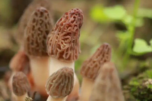 新鮮羊肚菌可以生吃嗎 新鮮羊肚菌可以生吃嗎