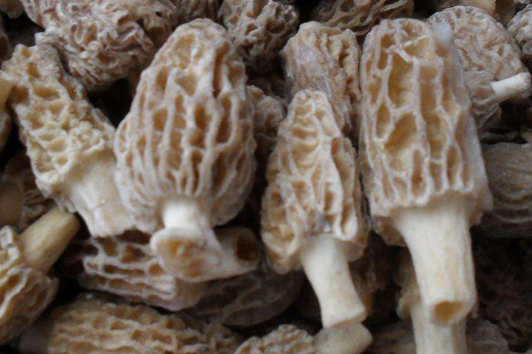 冰凍羊肚菌能反復解凍、冰凍嗎