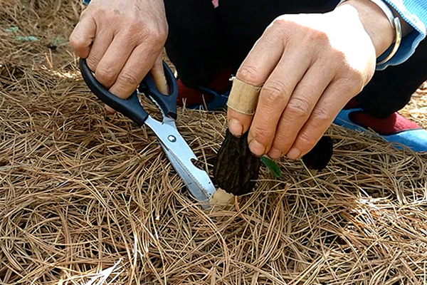 新鮮羊肚菌可以放多久