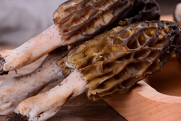 新鮮羊肚菌的保存方法，羊肚菌燉湯要焯水還是直接燉