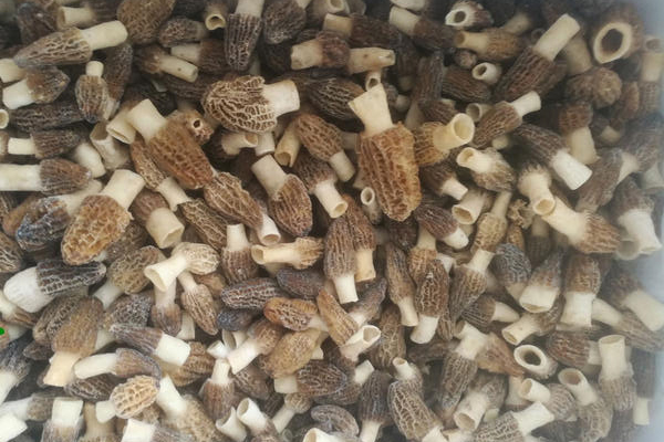 如何辨別冷凍羊肚菌是否變質(zhì) 如何辨別冷凍羊肚菌是否變質(zhì)