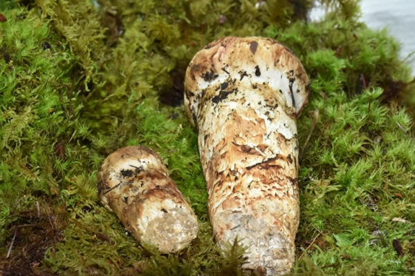 松茸哪里產(chǎn)的質(zhì)量最好，中國(guó)最頂級(jí)松茸產(chǎn)地在哪里