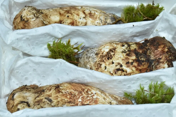 中國最好松茸產(chǎn)地在哪里