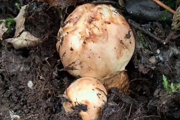 云南香格里拉松茸的環(huán)境