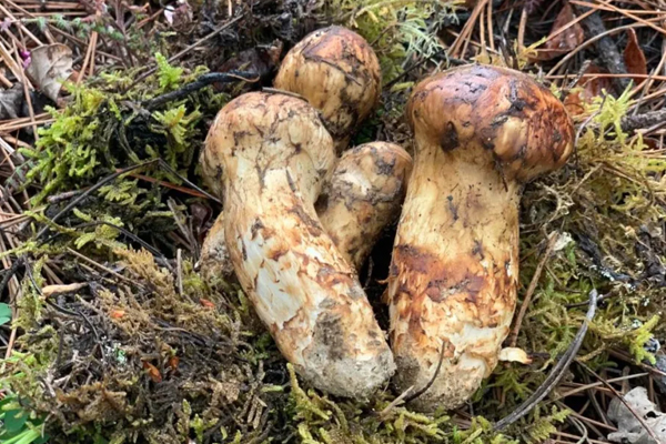 松茸最好的是幾公分，松茸怎么選是不是越大越好