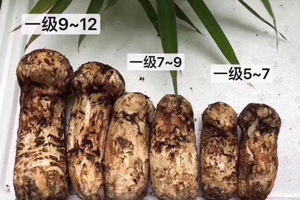 松茸如何選擇，是不是越大越好