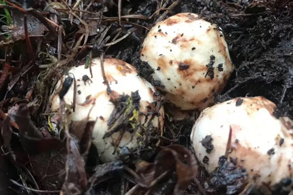 香格里拉松茸哪里出產(chǎn)的最好