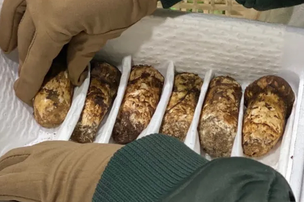 香格里拉松茸和其他地區(qū)松茸的維生素對(duì)比