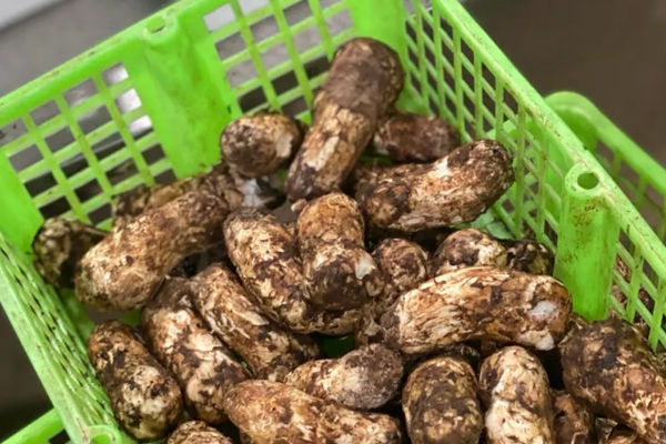 香格里拉松茸和其他地區(qū)松茸的礦物元素對(duì)比