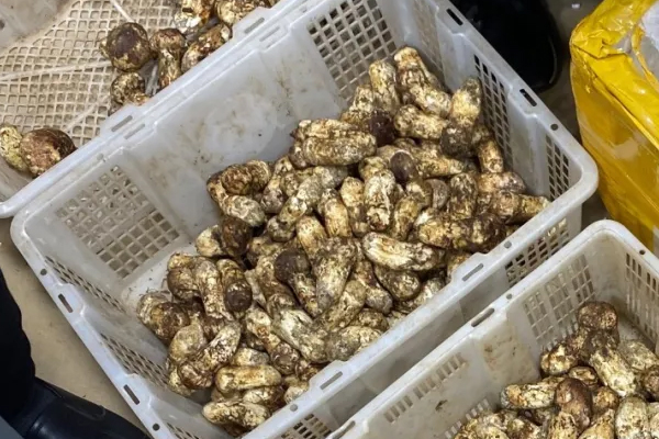 香格里拉松茸和其他地區(qū)松茸的營(yíng)養(yǎng)價(jià)值、產(chǎn)量對(duì)比