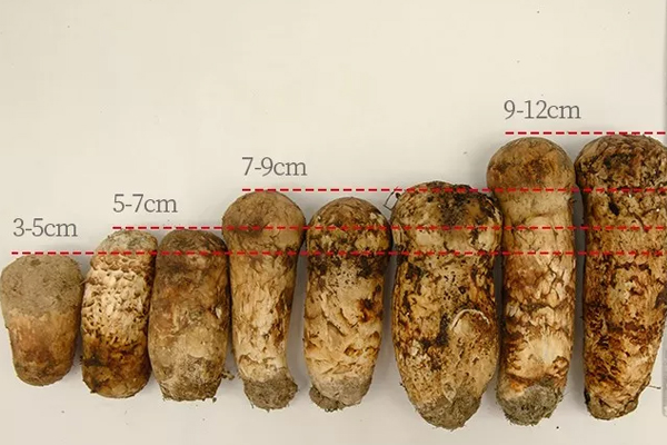 小松茸和大松茸有哪些區(qū)別