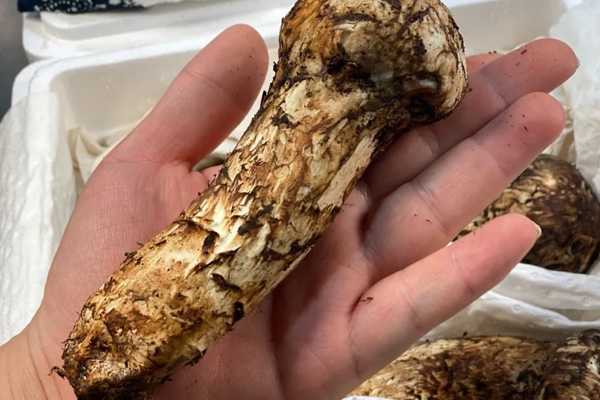 新鮮松茸是不是越白越好