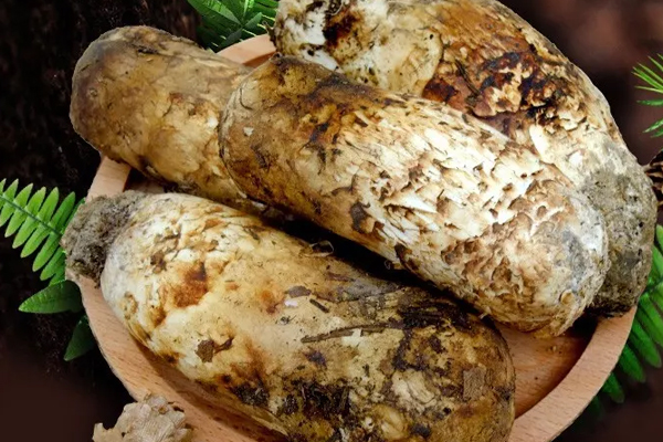 新鮮松茸多大尺寸的好，松茸的規(guī)格與標(biāo)準(zhǔn)