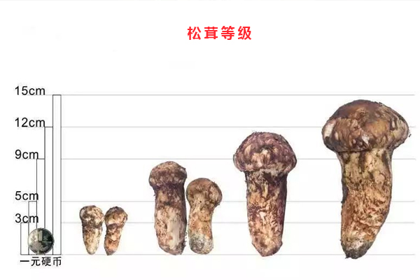 新鮮松茸的規(guī)格與標(biāo)準(zhǔn)