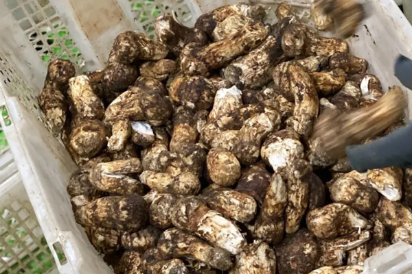 新鮮松茸不宜用水洗嗎