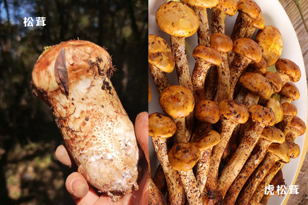 虎松茸和松茸是一樣嗎，松茸保存洗還是不洗