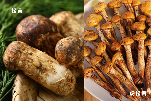虎松茸與松茸的區(qū)別