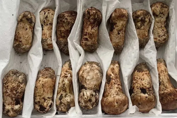 松茸保存洗還是不洗好呢