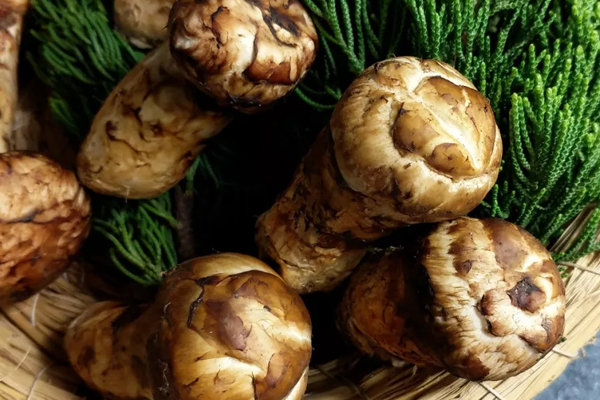 松茸沒洗直接冷凍了，松茸保存是冷藏還是冷凍