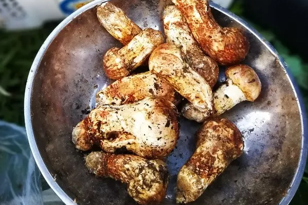 新鮮松茸儲(chǔ)存用冷凍好還是冷藏好