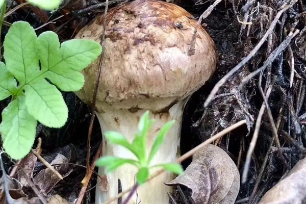 松茸買(mǎi)什么樣子的好