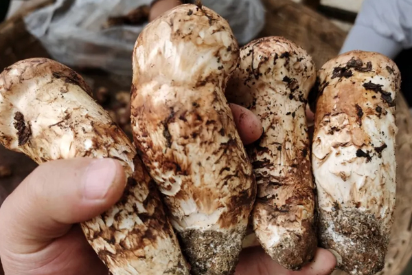 松茸可以煮火鍋吃嗎 松茸可以煮火鍋吃嗎