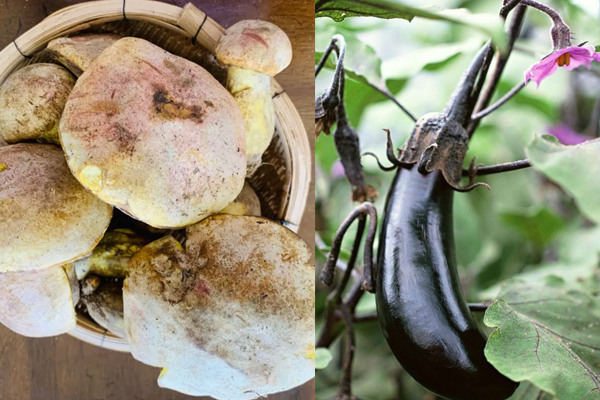 牛肝菌和茄子能不能一起吃，牛肝菌和綠豆能一起吃嗎