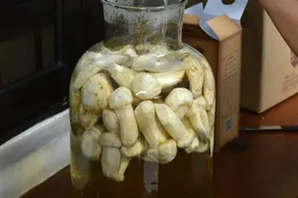 干松茸片怎么泡酒