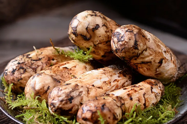 松茸可以補(bǔ)血嗎，松茸怎么吃效果最好