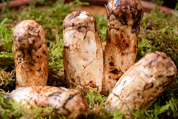 心臟病可以吃松茸嗎，女性宮寒可以吃松茸嗎