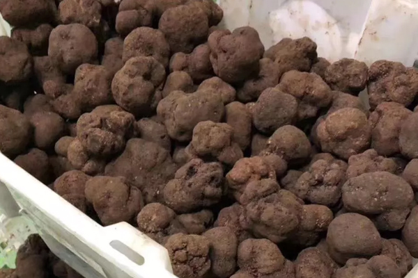 新鮮松露怎么常溫保存 新鮮松露怎么常溫保存