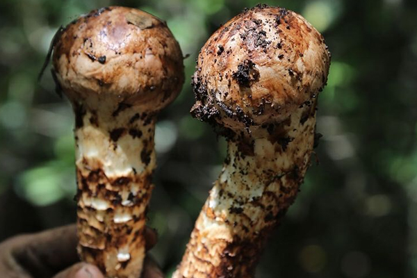 腸胃不好的老人可以吃松茸嗎