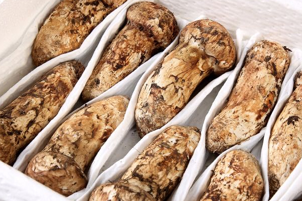 松茸可以給寶寶做輔食嗎