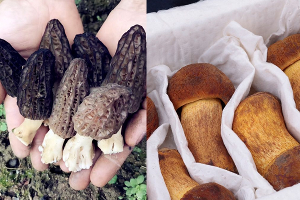 牛肝菌和羊肚菌哪個貴，牛肝菌和見手青可以一起炒嗎