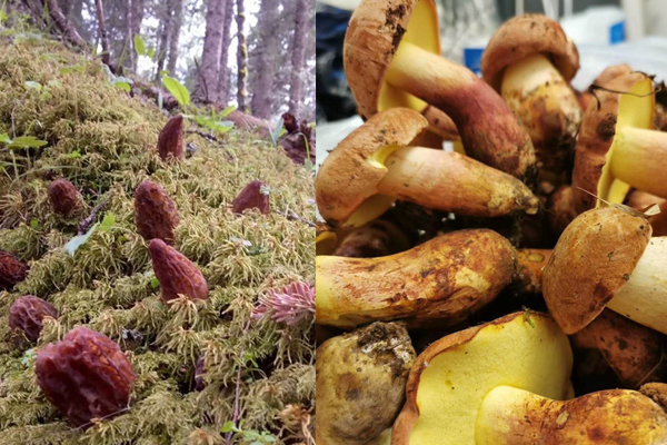 牛肝菌和羊肚菌哪個(gè)好 牛肝菌和羊肚菌哪個(gè)好