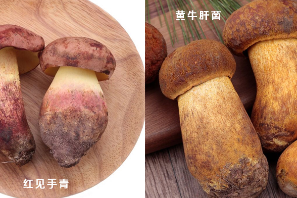牛肝菌和見手青能一起炒嗎 牛肝菌和見手青能一起炒嗎