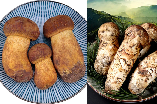 松茸可以和牛肝菌一起吃嗎，怎么區(qū)分牛肝菌和松茸