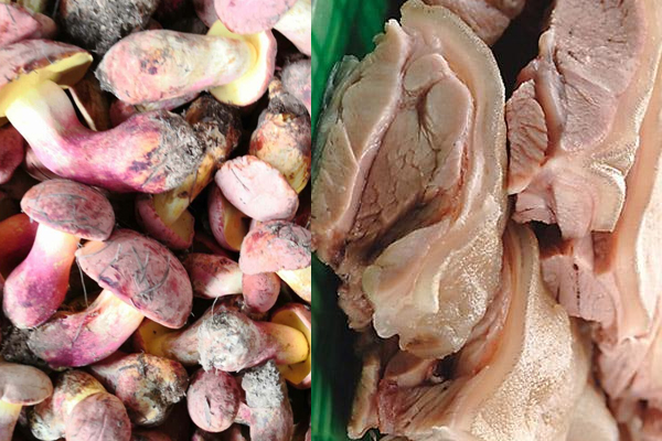 牛肝菌可以和羊肉一起燉嗎 牛肝菌可以和羊肉一起燉嗎