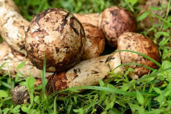 黑龍江有出產(chǎn)松茸的地方嗎