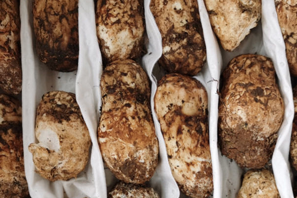 松茸泡多久就不能吃了