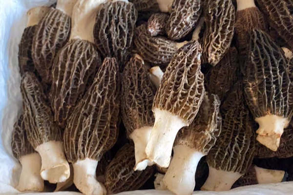新鮮羊肚菌可以曬干嗎，新鮮羊肚菌可以保存多久