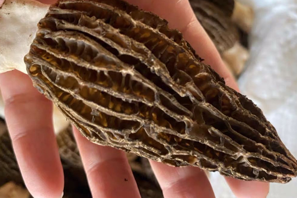 新鮮羊肚菌可以保存多長時間 新鮮羊肚菌可以保存多長時間